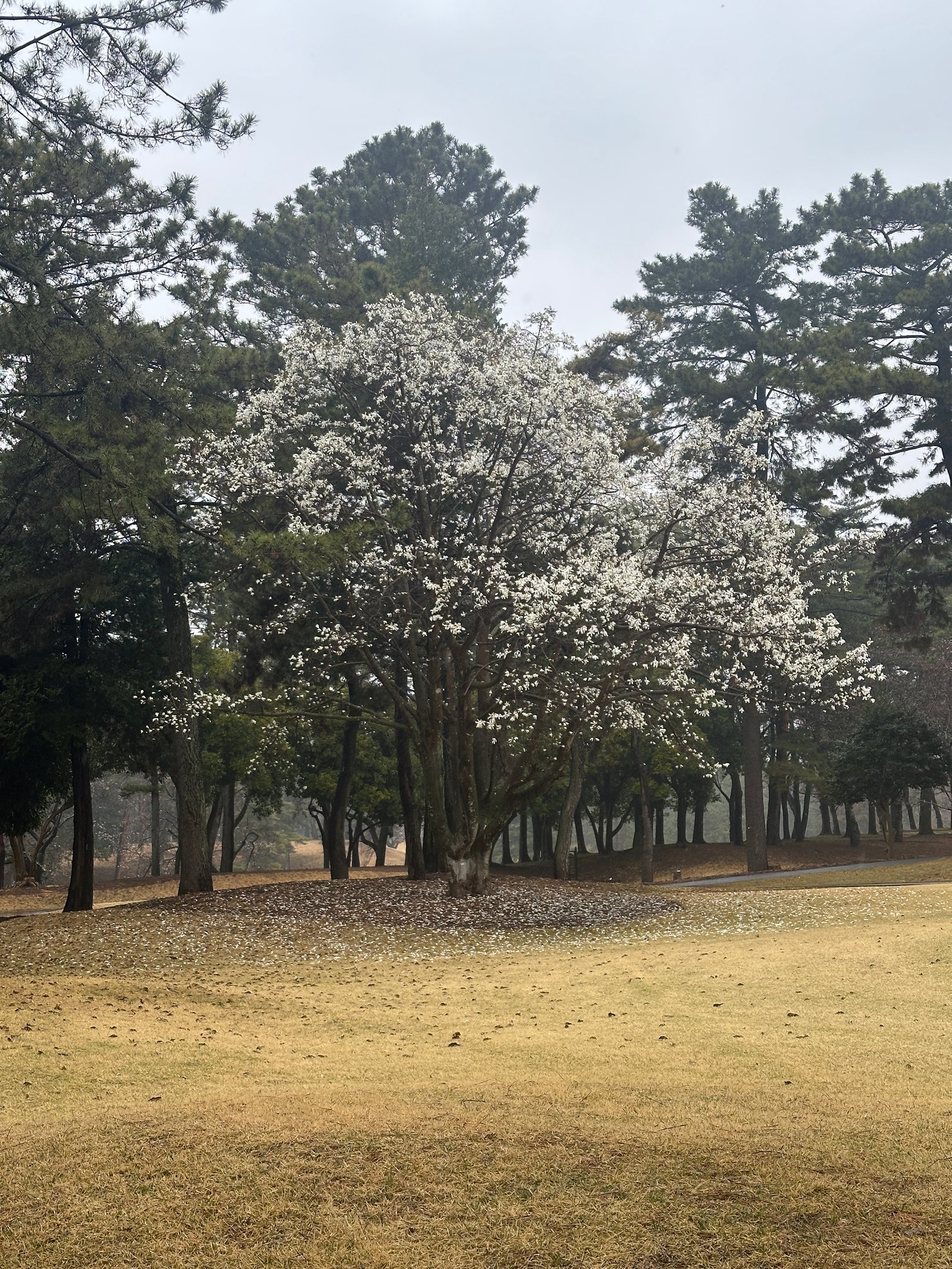 Narashino Country Club
